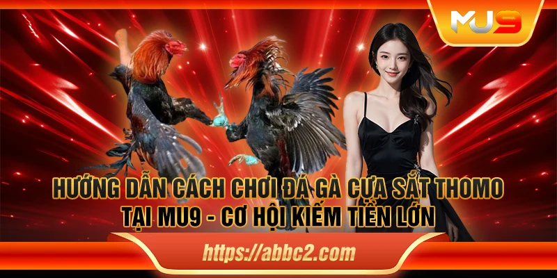 Hướng dẫn cách chơi đá gà cựa sắt Thomo tại MU9 - Cơ hội kiếm tiền lớn