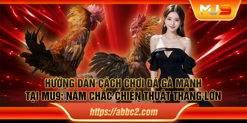 Hướng dẫn cách chơi đá gà mạnh tại MU9: Nắm chắc chiến thuật thắng lớn