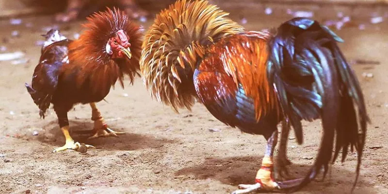 Hướng dẫn chi tiết cách chơi đá gà 888 tại MU9 – Kinh nghiệm từ cao thủ Những lý do bạn nên tham gia cá cược đá gà 888