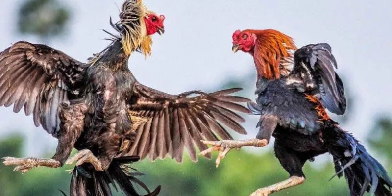 Hướng dẫn cách chơi đá gà tre tại MU9 đơn giản mà hiệu quả nhất Tổng hợp các tính năng nổi bật của nền tảng cá cược đá gà tre MU9