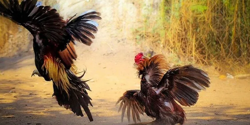 Hướng dẫn cách chơi đá gà tre tại MU9 đơn giản mà hiệu quả nhất Hướng dẫn chi tiết cách chơi cá cược đá gà tre