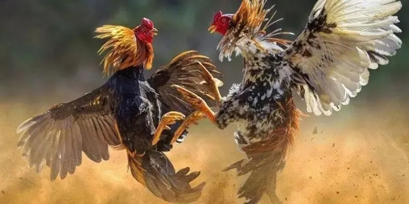 Hướng dẫn cách chơi đá gà tre tại MU9 đơn giản mà hiệu quả nhất Tổng hợp những chia sẻ kinh nghiệm của những cao thủ cá cược đá gà
